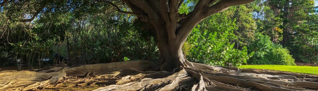 Grand arbre aux racines étalées — cours mensuel méditation et éthique par le corps avec Sandy Hinzelin