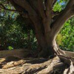 Grand arbre aux racines étalées — cours mensuel méditation et éthique par le corps avec Sandy Hinzelin